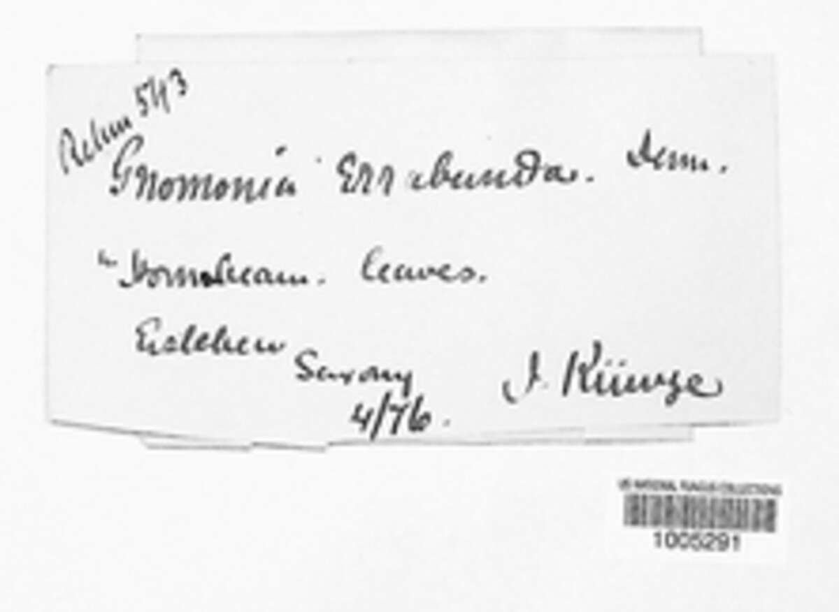 Apiognomonia errabunda image